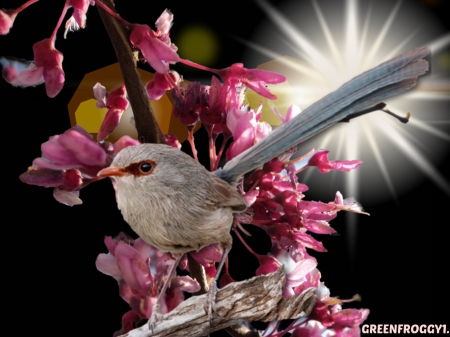 JENNY WREN - WREN, LITTLE, BIRD, JENNY