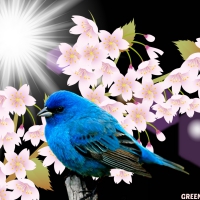 LITTLE BLUE BIRD