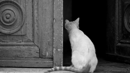 Cat - sleepy, cute, beautiful, cat, sleeping, kitty, cats, hat, cat face, paws, face, animals, pretty, beauty, sweet, kitten, lovely