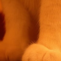 Paws