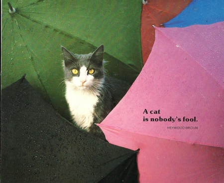 Cat surround by umbrella