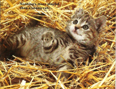 Kitten - cute, paws, kitten, straw