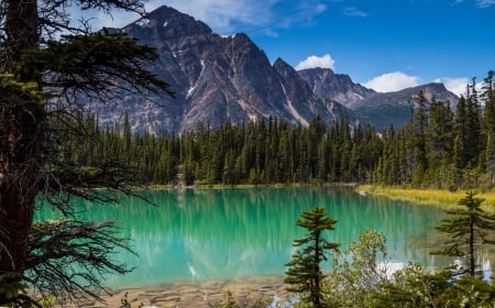 Lake Cavell, Jasper National Park - trees, rockys, water, canada, forest, mountains