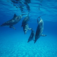 Dolphins