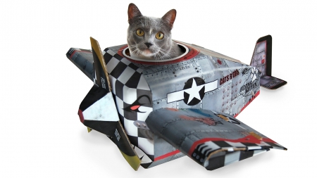 Kitty - adorable, cat, animals, kitty, sweet, plane, cute, happy