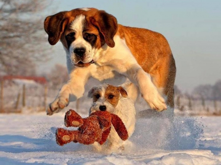 Playful Puppy - toy, funny, cute, teddy, mom, puppy, running, snow