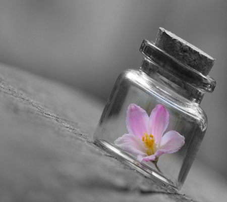 Flower in a Bottle - pretty, yellow, bottle, beautiful, beauty, lovely, flower, pink, sweet, black, grey, white, nature