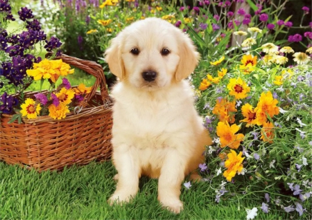 Labrador in garden - summer, cute, beautiful, puppy, labrador, adorable, grass, yard, animal, greenery, pretty, flowers, photo, spring, sweet, garden, freshness, nice, lovely, basket, dog