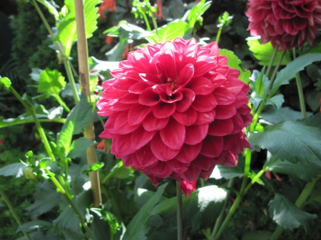 Exotic flowers at the pyramids 55 - red, garden, flowers, dahlia, photography, green