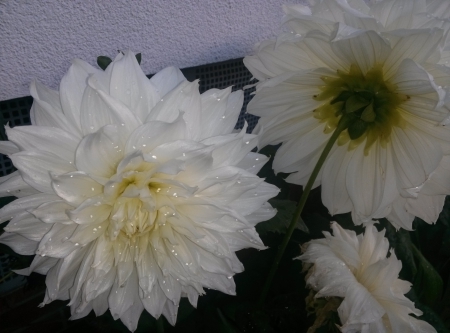 White Flowers - flowers, 3, white, flower