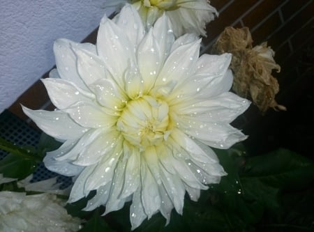 white Flower - white, big, 1, flower