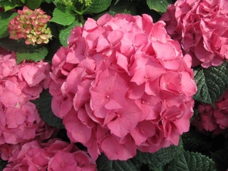 Exotic flowers at the pyramids 57 - hydrangeas, red, garden, flowers, photography, flowers red, green