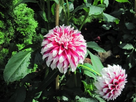 Exotic flowers at the pyramids 58