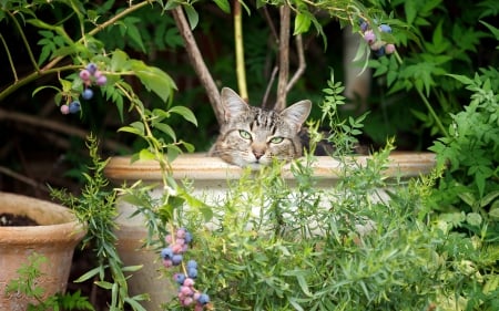 Cat - sleepy, cute, beautiful, cat, sleeping, kitty, cats, hat, cat face, paws, face, animals, pretty, beauty, sweet, kitten, lovely