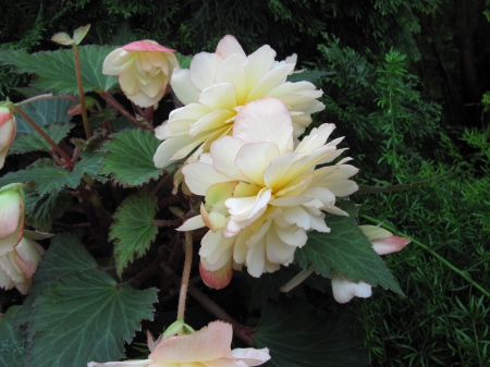 Exotic flowers at the pyramids 61 - white, garden, flowers, photography, green