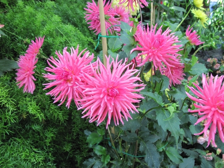 Exotic flowers at the pyramids 62 - garden, pink, flowers, dahlia, photography, green