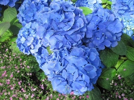 Exotic flowers at the pyramids 64 - hydrangeas, garden, flowers, photography, blue, green