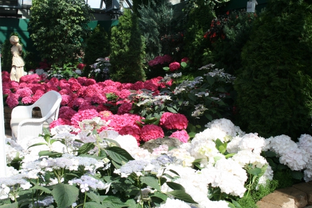 Exotic flowers at the pyramids 67 - white, Flowers, garden, red, photography, hydrangeas