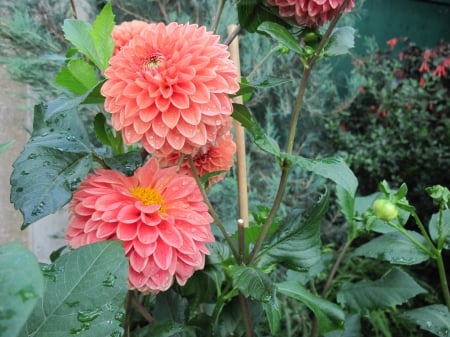 Exotic flowers at the pyramids 68 - Dahlia, Flowers, garden, green, photography, Orange