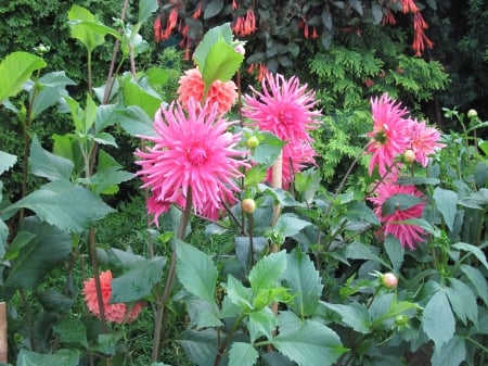 Exotic flowers at the pyramids 70 - garden, pink, flowers, dahlia, photography, green