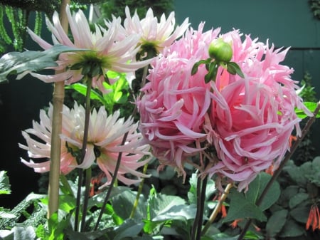 Exotic flowers at the pyramids 71 - dahlia, pink, photography, green, flowers, garden