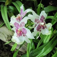 Exotic flowers at the pyramids 72