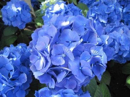 Exotic flowers at the pyramids 73 - Flowers, blue, garden, green, photography, hydrangeas