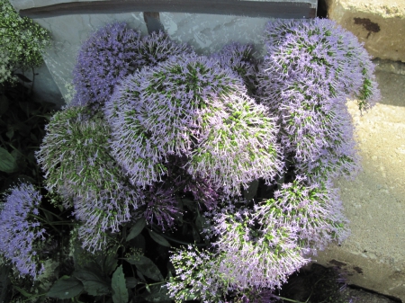 Exotic flowers at the pyramids 74 - purple, photography, green, flowers, garden