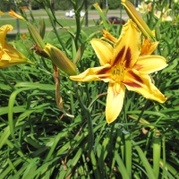 Exotic flowers at the pyramids 75