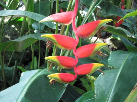 Exotic flowers at the pyramids 78 - yellow, red, photography, green, flowers, garden