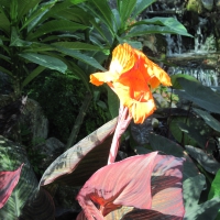 Exotic flowers at the pyramids 84