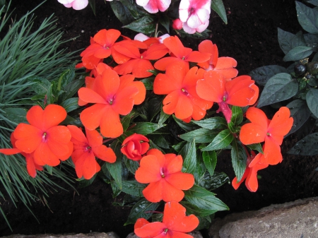 Exotic flowers at the pyramids 87 - red, photography, green, flowers, garden