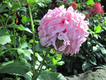 Exotic flowers at the pyramids 91 - Flowers, garden, green, Photography, pink