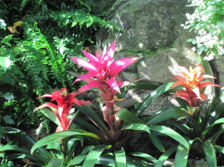 Exotic flowers at the pyramids 97 - garden, bromeliad, pink, flowers, photography, green