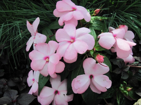 Exotic flowers at the pyramids 98