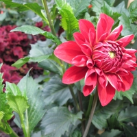 Exotic flowers at the pyramids 100