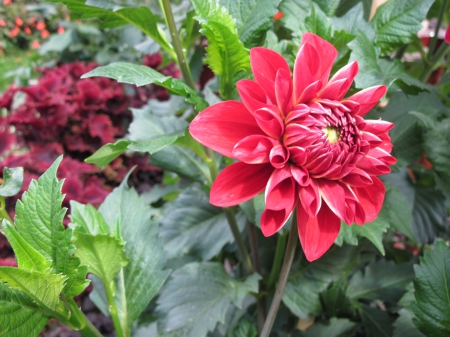 Exotic flowers at the pyramids 100 - red, photography, green, flowers, garden