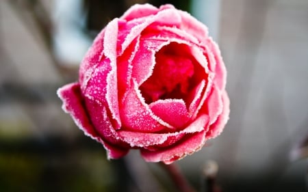 a Pink Rose in the Snow - high definition, Pink Roses, scenery, beautiful