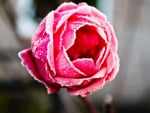 a Pink Rose in the Snow