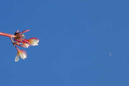 Plumeria and The Moon - tropical, flower, clear, flowers, crescent, half, blue, frangipani, sky, hawaii, plumeria, new, moon, exotic