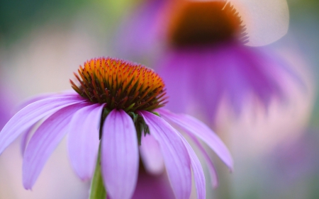 Flower - leaf, flower, purple, nature