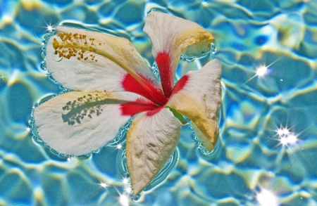 Hibiscus Floating on a Pool - water, sea, island, hawaii, ocean, flower, islands, tropical, swimming, pool, exotic, hibiscus, hawaiian, paradise