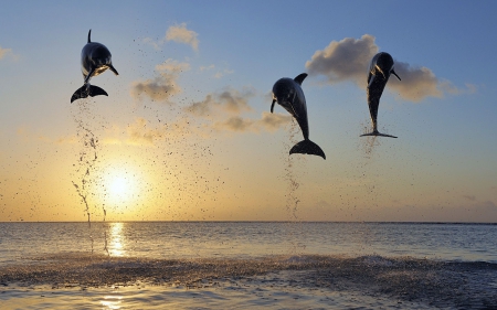 Dolphins - horizon, landscape, sunrise, mammals, sun, clouds, water, sea, HD, ocean, nature, sunset, cute, wildlife, animals, wild, wallpaper