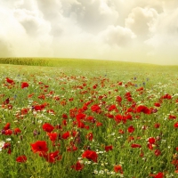 Poppy field