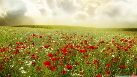 Poppy field - fields, sky, landscape, sun, summer, wallpaper, spring, hd, nature, flowers, grass, sceme, poppy