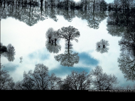 Trees amid the waters near Taponas, Rhone region, France - France, trees, winter, water, nature