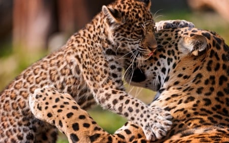 Leopards - pretty, cat face, sleepy, paws, kitten, cats, face, sleeping, hat, beautiful, beauty, lovely, sweet, cat, cute, animals, kitty