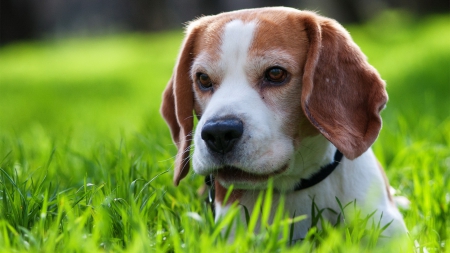 Beagle - puppy, animals, lovely, face, playful, pretty, beautiful, dogs, playful dog, sweet, cute, puppies