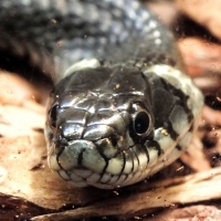 Grass-snake