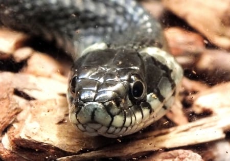 Grass-snake - macro, snakes, nature, animals